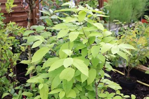 Kichaka cha viungo halisi - Calycanthus floridus