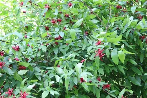 Aito maustepensas - Calycanthus floridus