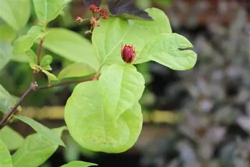 tufiș de condimente adevărat - Calycanthus floridus