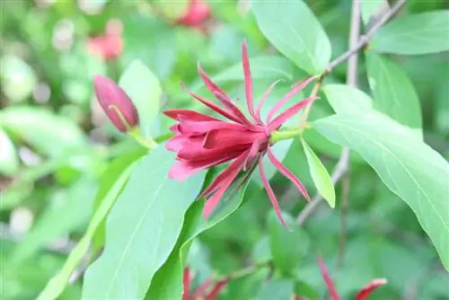 Semak rempah asli, Calycanthus floridus: perawatan dari A hingga Z