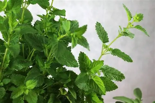 Make mint tea yourself - What effect does fresh mint tea have?