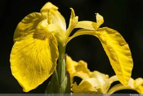 Marsh Iris - Water Iris - Iris pseudacorus