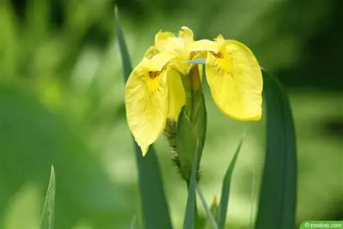 Bataklık İris - Su İris - Iris pseudacorus