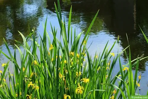 Marsh iris, Iris pseudacorus: pangangalaga mula A hanggang Z