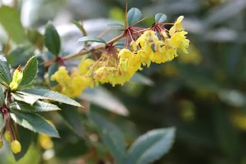 ברברי - Berberis jaeschkeana