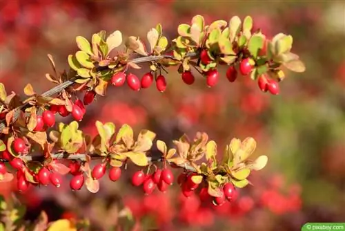 Бөріқарақат - Berberis jaeschkeana