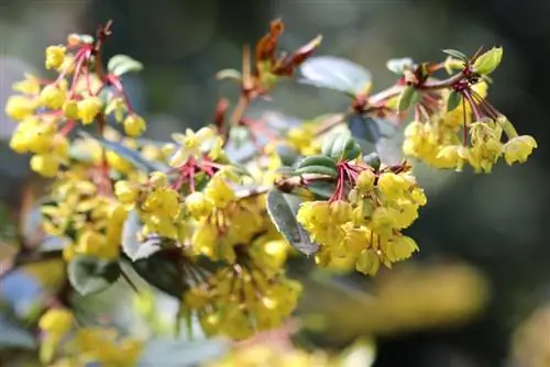 Barberry - cura, tall & Propagació