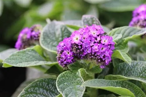 Bulaklak ng vanilla - Heliotropium arborescens para sa maaraw na terrace sa bubong