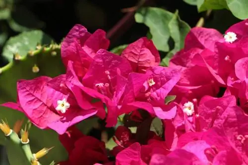 Drielingblom - bougainvillea vir sonnige dakterras