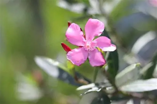 Oleander - Nerium oleander vir sonnige dakterrasse