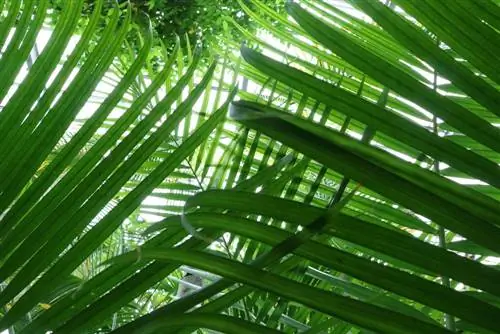 Areca palmiyesi - Dypsis lutescens - güneşli çatı terası için altın meyve palmiyesi