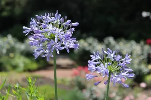 Pag-ibig na bulaklak - African lily - Agapanthus para sa maaraw na mga terrace ng bubong