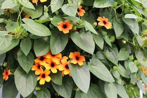 Black-eyed Susan - Thunbergia alata para sa maaraw na mga terrace sa bubong