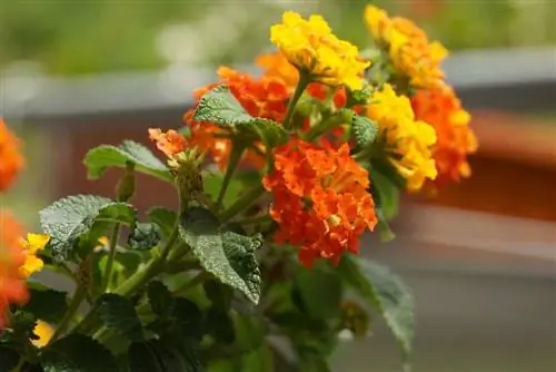 Lantana - Lantana camara para sa maaraw na mga terrace sa bubong