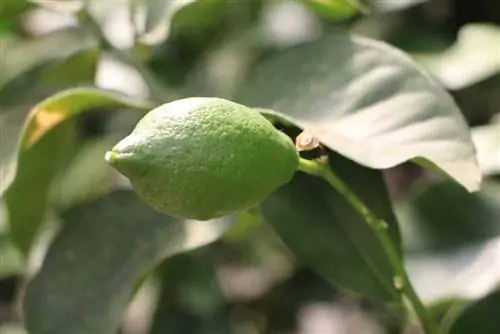 Güneşli çatı terası için narenciye bitkileri