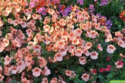 Elfenspur - Diascia vir sonnige dakterras