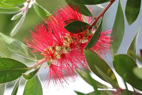 Callistemon sitrinus