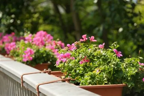 Geranium - Pelargonium pelargonium para sa maaraw na mga terrace ng bubong