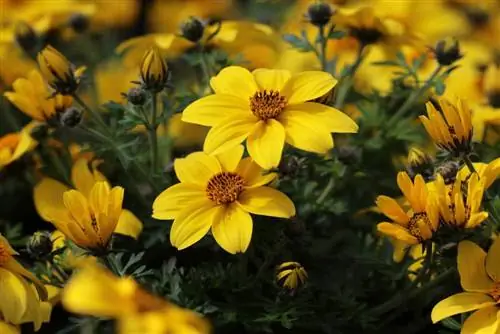 Goldmarie - Bidens ferulifolia - güneşli çatı terasları için iki diş