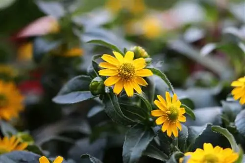 Hussar Button - Sanvitalia procumbens para sa sunny roof terraces