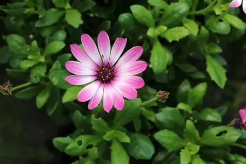 Kaapse mandjie - Osteospermum vir sonnige dakterrasse