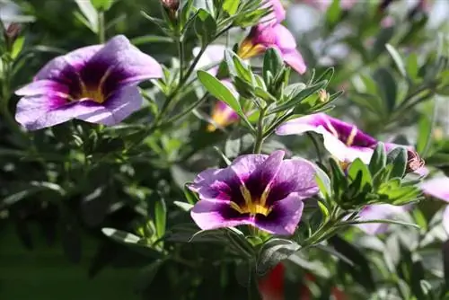 Petunias - Petunia vir sonnige dakterrasse