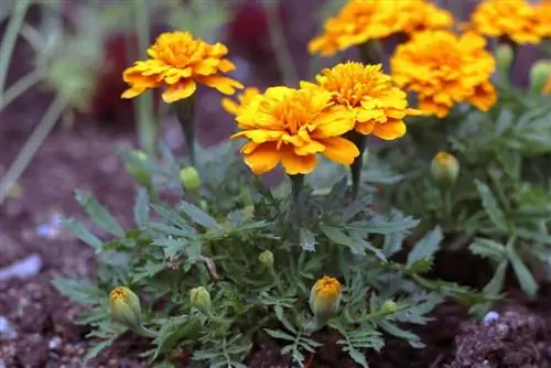 Bunga pelajar - marigold untuk teras atap yang cerah