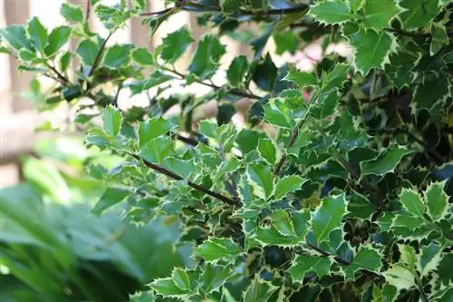 Holly - Ilex