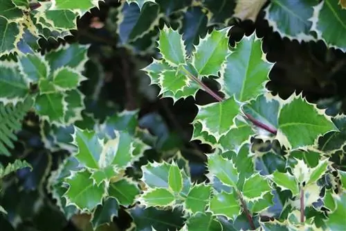 Holly - Ilex