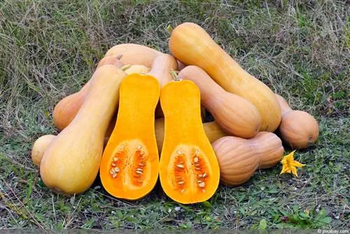 Butternut bundeva