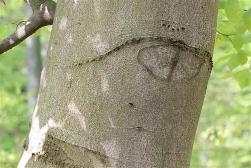 Europeisk bøk - Fagus sylvatica