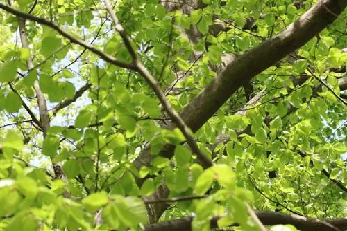 Pohon beech Eropa - Fagus sylvatica