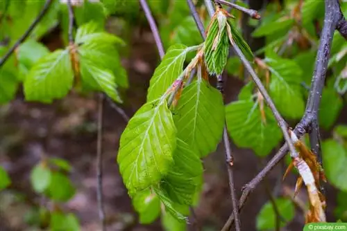 บีชยุโรป - Fagus sylvatica