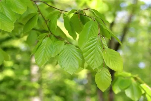 Fagul european - Fagus sylvatica