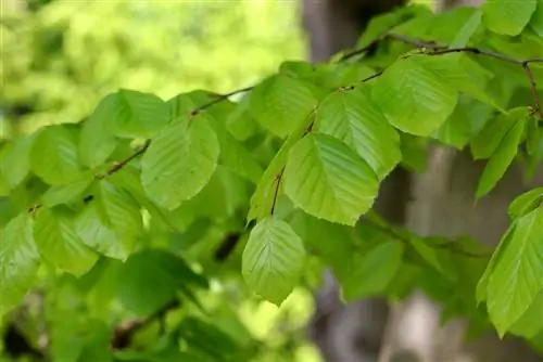 Beech - maagizo ya kutunza na kukata