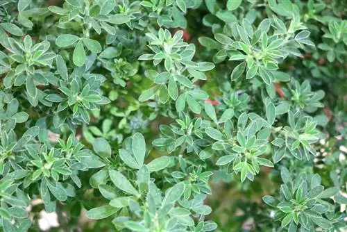 Gorse - Cytisus