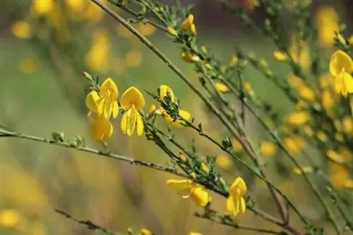 Gorse - broom broom