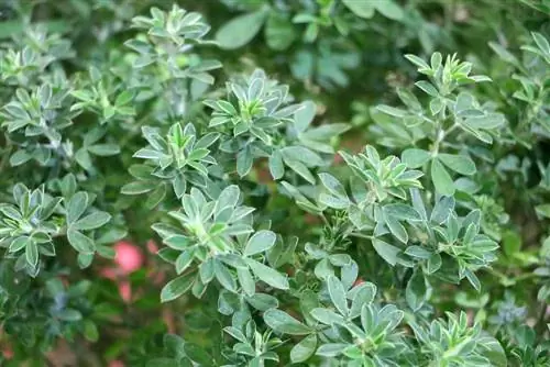 Gorse - Cytisus