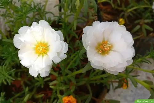 Ruža machová - Rosa centifolia var.muscosa