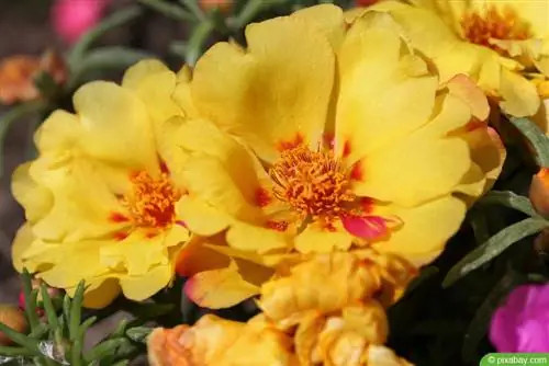 Hoa hồng rêu - Rosa centifolia var muscosa