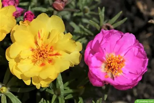 Rosa muschiosa (Rosa centifolia var. muscosa): cura dalla A alla Z