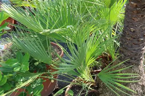 Карликовая пальма - Chamaerops humilis.