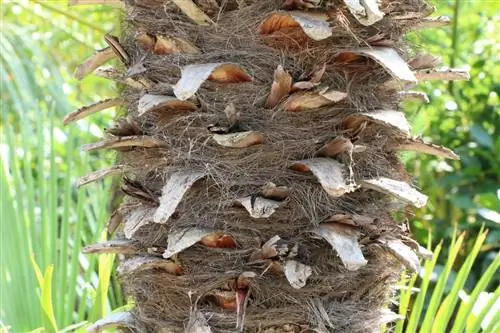 Cüce palmiye - Chamaerops humilis