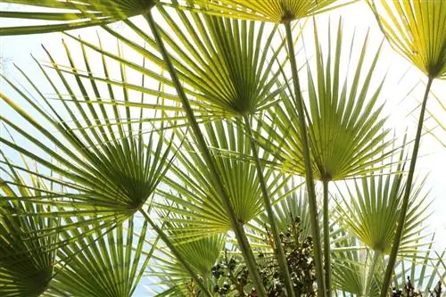 Palmeira anã, Chamaerops humilis: instruções de cuidados