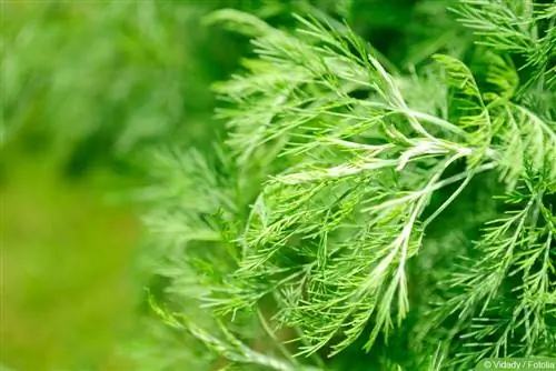 Eberrue - Artemisia abrotanum - Kola otu