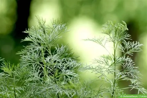 Eberrue - Artemisia abrotanum - עשב קולה