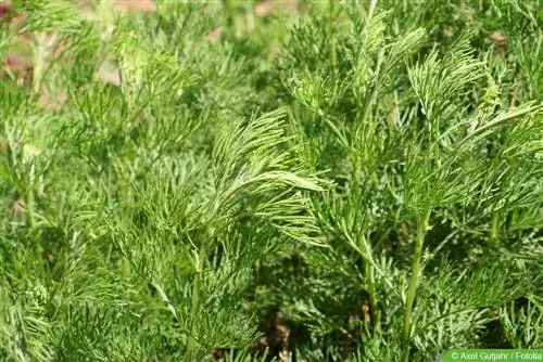 Eberrue - Artemisia abrotanum - Kola otu