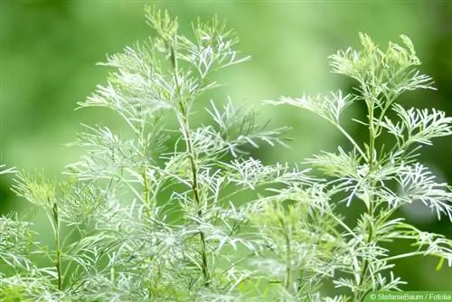 Cola-kruid (Artemisia abrotanum): Versorging van die varkstraat