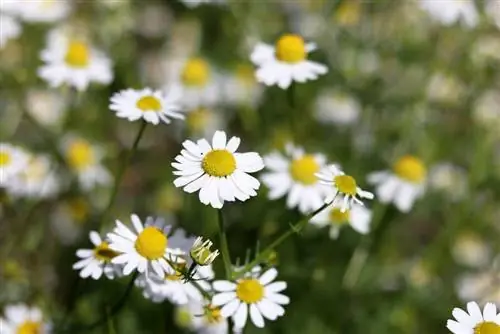 gerçek papatya - Matricaria chamomilla