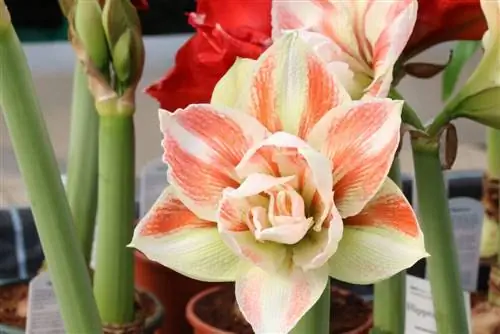 Svernamento/svernamento Amaryllis - Istruzioni per la Stella del Cavaliere